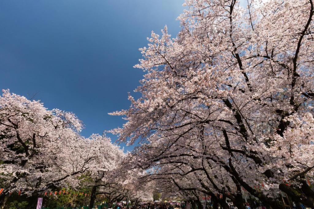 Forest Hongo Präfektur Tokio Exterior foto